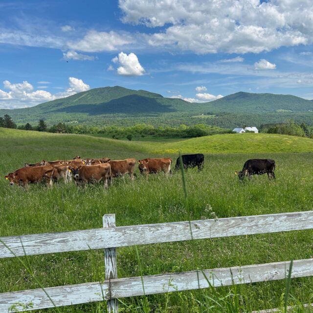 Cows in pasture with mountains