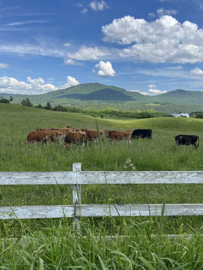 Column: Vermont Has a New Kind of CUD